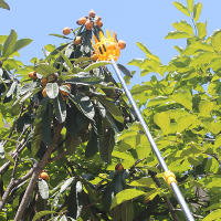 Cabezal recolector de frutas de plástico, herramienta de recolección de Jujube, Bayberry, jardín, huerto, granja, alta altitud - details 15