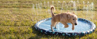 SplashEZ Kids Sprinkler Pool
