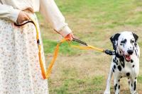Correa elástica táctica de alta resistencia para perros grandes, correas reflectantes para mascotas con cinturón de seguridad para coche, sin tirones, absorción de impactos - details 1