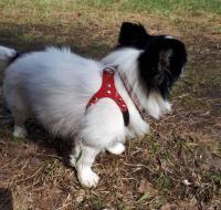 Lindo arnés perros pequeños chaleco suave cachorro pequeño gato Collar mascotas pecho de cuero para Chihuahua Yorkie maltés - details 7