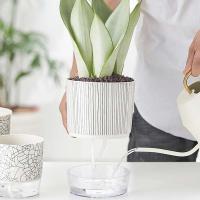 Recipiente de agua transparente con plantas verdes, jardín jugoso ETA, decoración de bonsái para el hogar - details 4