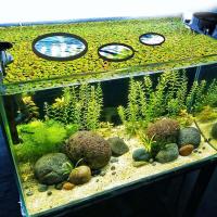 Acuario de piscina al aire libre, Corral de Material EVA duradero, cúpula de pescado para evitar que los peces se escapen - details 5