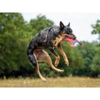 arnés ligero para perros