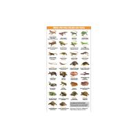 clasificacion;reptile;exoterra;UVB