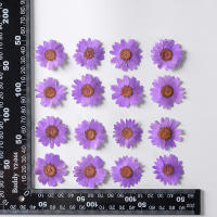 Juego de 12 Uds. De flores secas naturales de 2,5-4cm para rellenos de funda de teléfono DIY, flor de crisantemo de cristal prensado, decoraciones artísticas para uñas - details 14