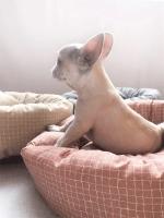 Camas redondas para perros y gatos, alfombrilla de tela suave Universal para todas las estaciones con almohada, cojines para dormir, sofá, accesorios para perros - details 4