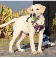 Traje de arnés de nylon para perros grandes Reflejante de luz, ajustable, seguro para paseos al aire libre - details 11