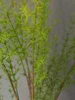 1 unidad, planta de helecho, verde, vid de plástico, hiedra falsa para decoración del hogar, sala de estar, vegetación artificial - details 5