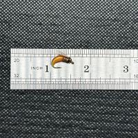 5/10 Uds moscas húmedas cebo pesca con mosca para lubina trucha Lucio salmón cabeza de latón Caddis Ninfa cebo de pesca hecho a mano señuelo de pesca de insectos artificiales - details 5