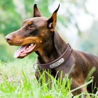 perro personalizado cuero PU, Collar de cachorro personalizado, collares mascotas grabados gratis para perros pequeños, medianos - details 13