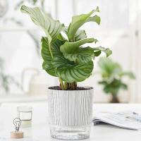 Recipiente de agua transparente con plantas verdes, jardín jugoso ETA, decoración de bonsái para el hogar - details 3
