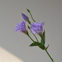 Flores artificiales de Lisianthus de tacto Real, flores de seda, ramo de novia, flores falsas de Eustoma, suministros para fiestas elegantes - details 3