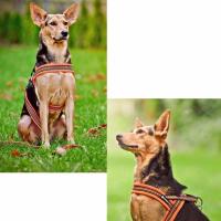Truelove-arnés de nailon acolchado de malla suave para perro, chaleco de seguridad reflectante de 3M, fácil de poner, para mascotas, resistente a tirones, 5 colores - details 8