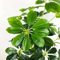 Gran Planta Tropical Falsa Cabeza de 75cm, Hojas de Monstera, Jungla de Plástico, Palma Falsa - details 1