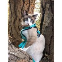 Arnés y correa para gatos para caminar, chaleco ajustable suave a prueba de escapes para gatos, chaqueta con tiras reflectantes transpirables - details 7