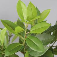 Grandes ramas artificiales de Fagraea, ramas realistas de tacto Real, ramas de Pachira, elegantes, hechas a mano, Ilex Chinensis Artificial - details 1
