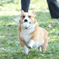 Bola de Goma Ligera para Masticar EPTU Juguete Interactivo de Lanzamiento para Perros con Alta Resistencia de Mordisco Suministros para Mascotas - details 6