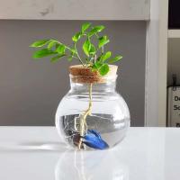 Mini ETA hidropónica de vidrio transparente, jarrones para plantas sin piso, cristalería vintage para salas de estar, hogares, oficinas, mesas, - details 8