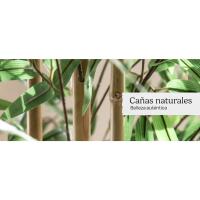 cañas bambu