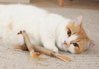 HOOPET-Palo de poligono de madera para gato, palo Molar de hierba gatera, palo de Limpieza de dientes, suministros para mascotas, Juguetes - details 13