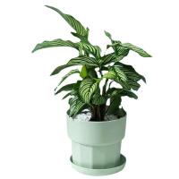 Maceta de plástico para interiores, maceta para plantas jugosas - details 1