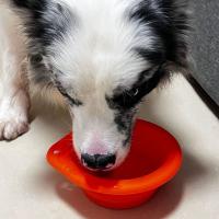 Cuenco portátil de silicona duradero para perros, dispensador de agua redondo plegable para perros, taza de alimentación para mascotas expandible para caminar y viajar - details 7