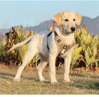 Traje de arnés de nylon para perros grandes Reflejante de luz, ajustable, seguro para paseos al aire libre - details 9