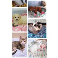 Cama de Mascotas Suave y Lavable Tamaño Completo Diseño de Donut para Gatos y Perros - details 5