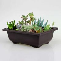 ETA de plástico de entrenamiento rectangular con bandeja de drenaje, cultivo de plantas bonsái jugosas ETA, decoración del hogar - details 3