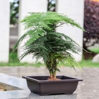Plantas jugosas cuadradas, ovaladas, hexagonales, bonsái, pequeño éter de plástico en ETA, imitación cerámica morada, venta al por mayor - details 11