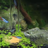 Plato de tubo alimentador de acuario de vidrio transparente con ventosas, cuenco alimentador de alimento para peces, tubo de alimentación para peces de 20-45cm - details 3