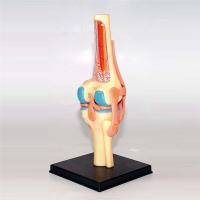 Modelo de Cuerpo Humano para Estudio de Anatomía Set de Rodillas Juntas de Organos para Estudiantes - details 5
