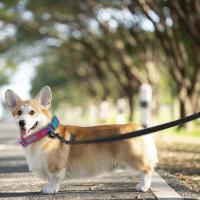 Correa para Perros de Seda y Látex Tamaño Mediano Largo Ideal para Perros Grandes Fácil de Entrenar - details 9