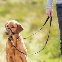 arneses y guía de educación para perros