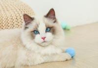 HOOPET-Bola de juguete para gato, artefacto autocurativo y aburrido, palo de entretenimiento, resistente a las mordeduras, silencioso, para mascotas y gatitos - details 5