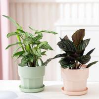 Maceta de plástico para interiores, maceta para plantas jugosas - details 5
