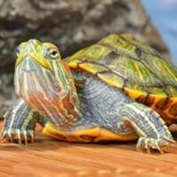 Bombilla de Calor UVB UVA AIICIOO Promueve la Sintesis de D3 para Reptiles y Amfibianos - details 9