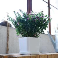 Hogar, jardín y oficina sencillos poligonales blancos, flores minimalistas para bonsái, plantas de cerámica jugosas ETA - details 6
