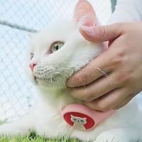 Collar ajustable para perros y gatos, antipulgas y garrapatas, seguro y duradero, calmante natural para la ansiedad. - details 4