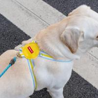 Conjunto de arnés y correa ajustables para perros, chaleco para caminar para mascotas transpirable multicolor con cuerda de tracción, correa para el pecho para perros para todas las estaciones - details 5