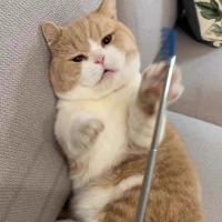 Varita retráctil para gatos 3 en 1 Pro: poste extensible de masaje con plumas arrugadas para juegos interactivos/autodescanso - details 3