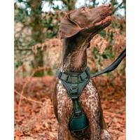 arnes antiescape perro