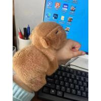 Nuevo Pulsera De Peluche Capybara Juguete De Algodón Ecológico Dibujito Animado Kawaii Regalo Divertido Para Niños - details 6