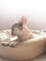 Cama de Mascota Suave de Tela Cojín para Dormir de Gato con Almohada Cama de Perro de Tela Suave para Todas las Estaciones - details 5