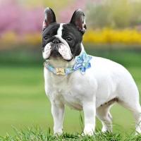 Collar nailon personalizado, collares perro impresos con placa de identificación grabada sin flores para perros pequeños, - details 10