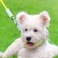 Práctico arnés para perro en forma de Y, estilo de chaleco ajustable, cuerda de tracción para perro, resistente al desgaste, transpirable, correa para el pecho para cachorro, verano - details 2