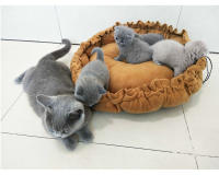 Cojín de Algodón Suave para Invierno Cama de Mascota Cálida para Perros y Gatos - details 13
