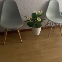 Pack de 4 sillas Dinamarca - Estilo nórdico - Patas de Madera - Varios colores. - details 2
