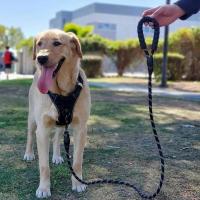 Correa 3/5m con mango acolchado suave, correa de cuerda perro resistente altamente reflectante accesorios para perros pequeños, - details 4