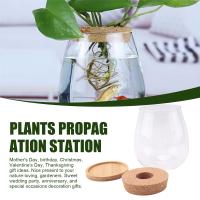 Estaciones de propagación de plantas, terrario de plantas de escritorio separado de 2 piezas con bandeja de madera y tapa para propagar hidropónico - details 5